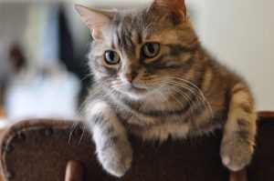 【ブログ記事販売】ペットアフィリエイト「ネコ専用」記事販売を開始しました!