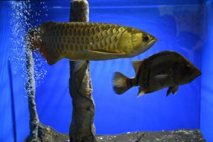 観賞魚アフィリエイトで稼ぐコツ！