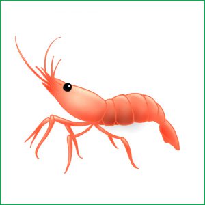 【記事販売】観賞用エビをアフィリエイトするブログを作る記事セットを公開しました！