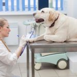 【記事販売】犬の健康ごはん&サプリ紹介アフィリエイト記事セット!