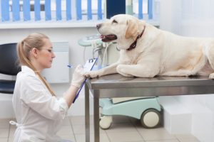 【記事販売】犬の健康ごはん&サプリ紹介アフィリエイト記事セット!